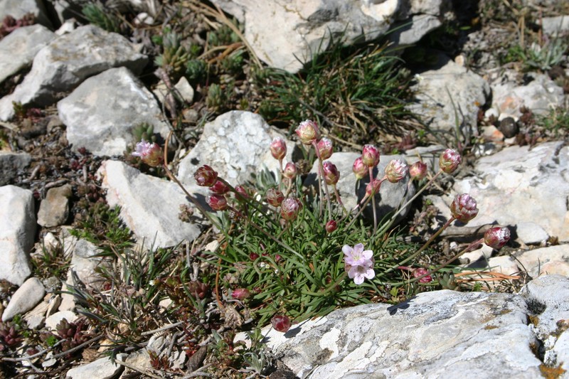Armeria fontqueri photo 4