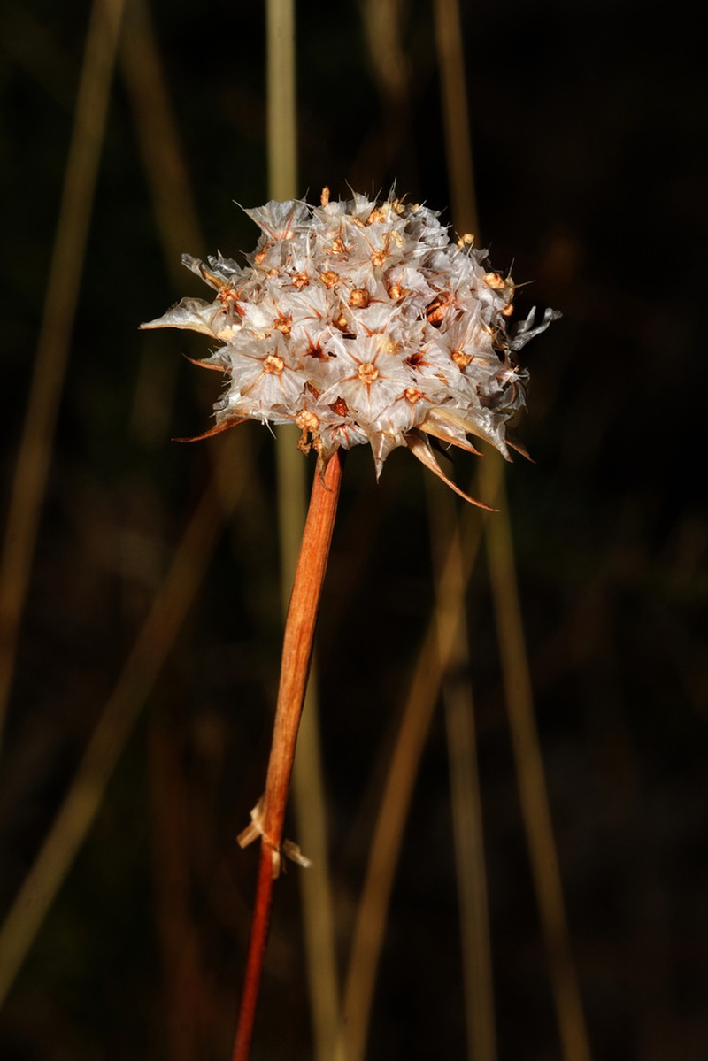 Armeria gaditana