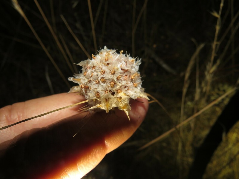 Armeria gaditana photo 2