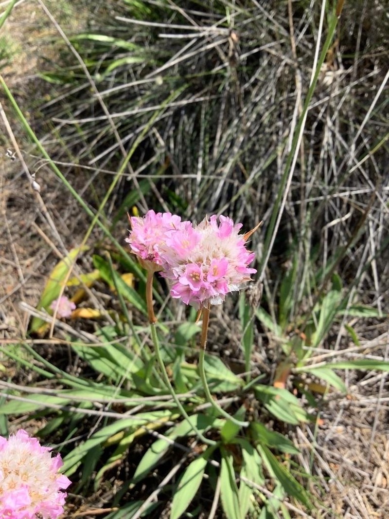 Armeria gaditana photo 3