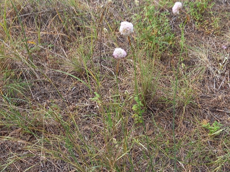 Armeria gaditana photo 4