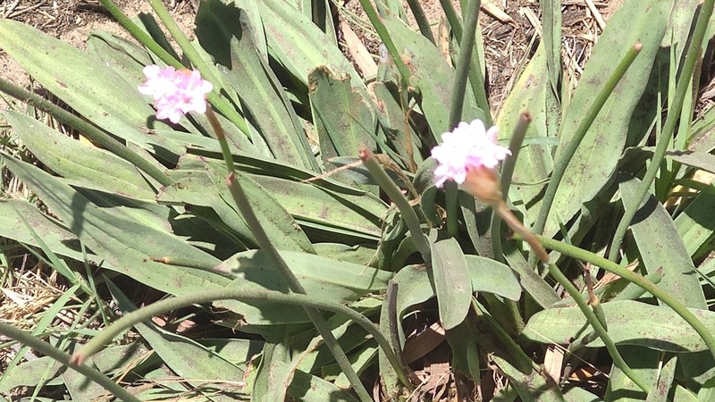 Armeria gaditana photo 5