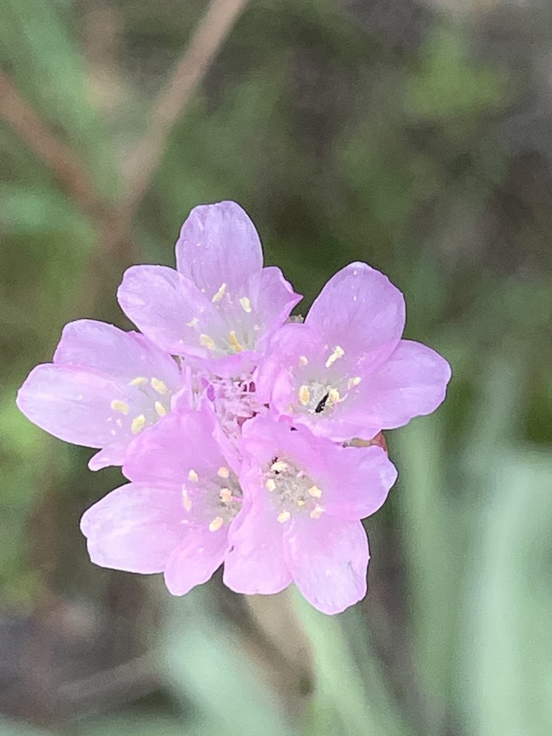 Armeria gaditana photo 6