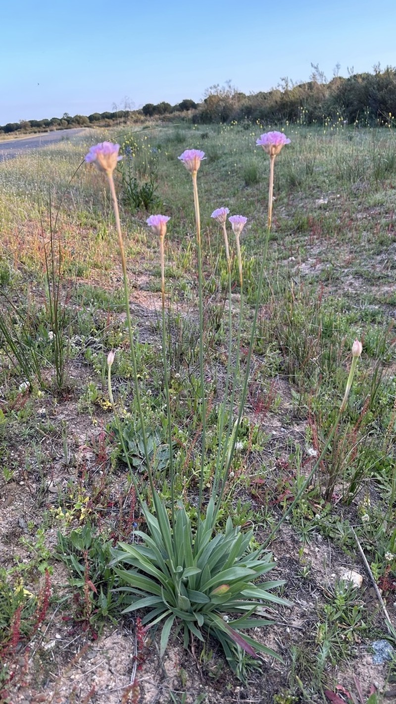 Armeria gaditana photo 7