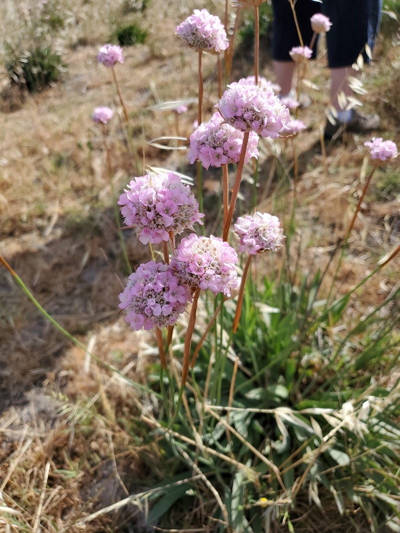 Armeria gaditana photo 8
