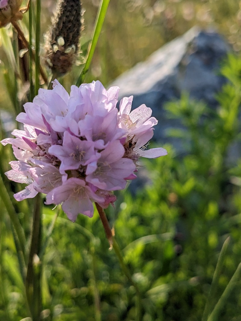 Armeria garganica photo 2