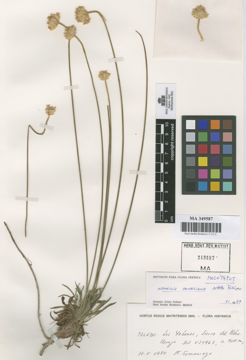 Armeria genesiana