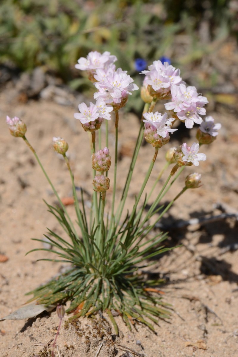 Armeria girardii