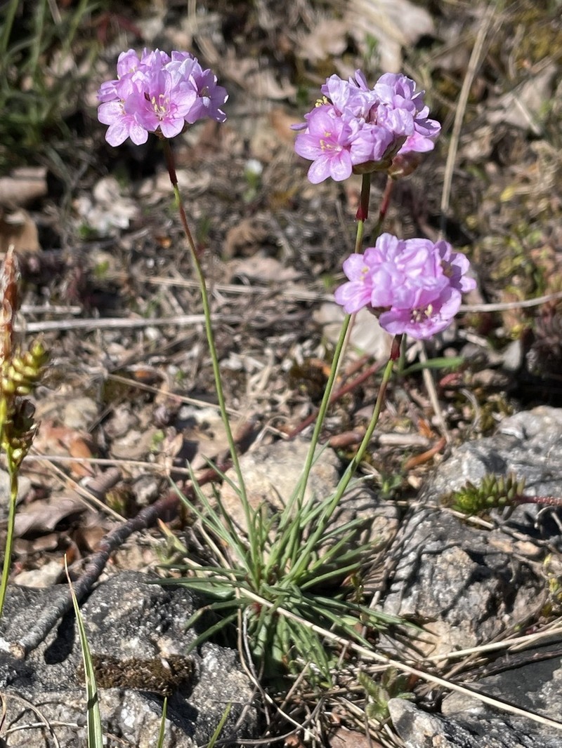 Armeria girardii photo 2