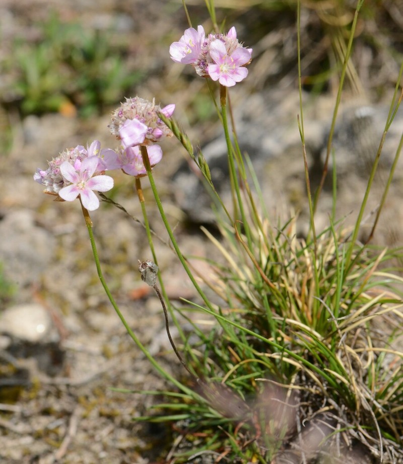 Armeria girardii photo 3