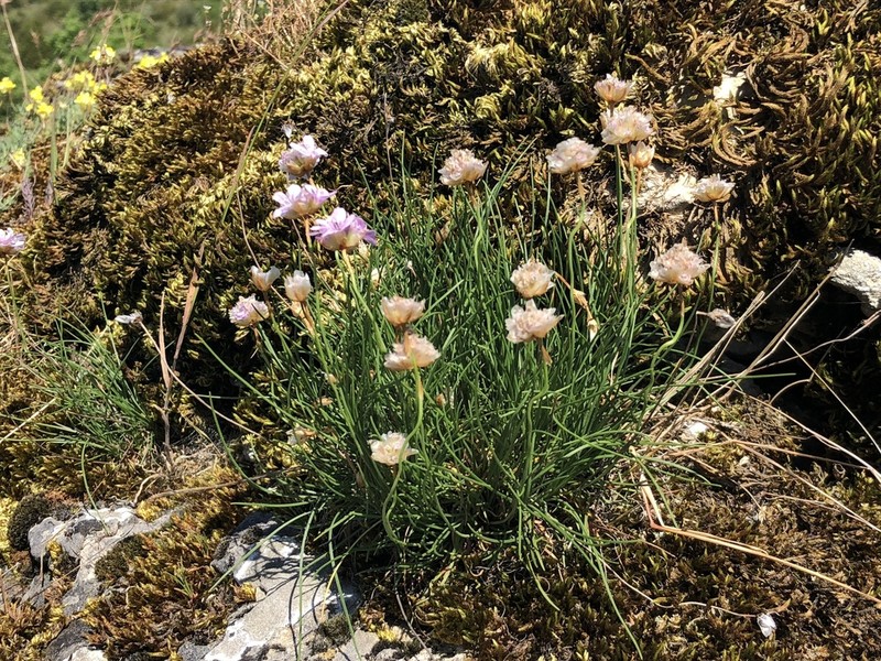 Armeria girardii photo 4