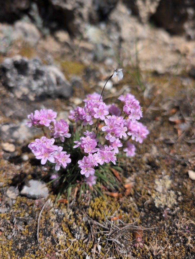 Armeria girardii photo 5