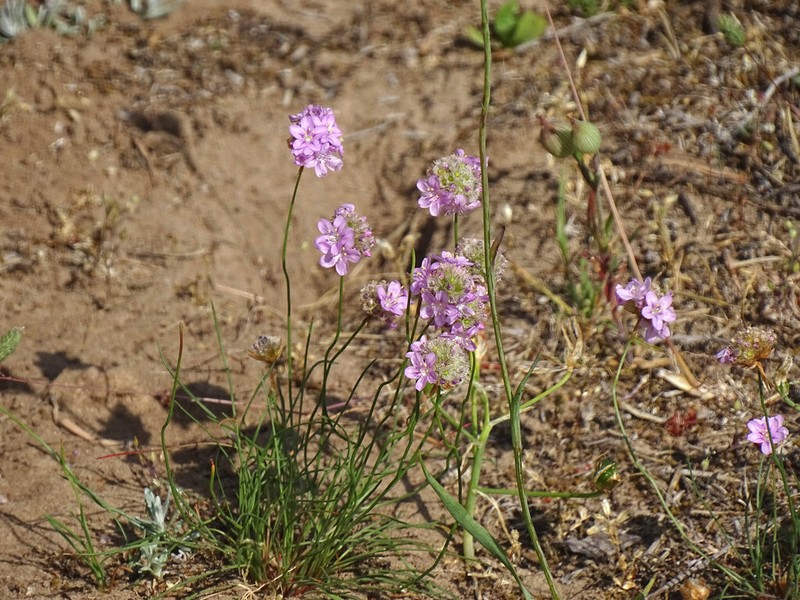 Armeria girardii photo 6
