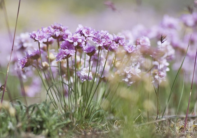 Armeria girardii photo 7