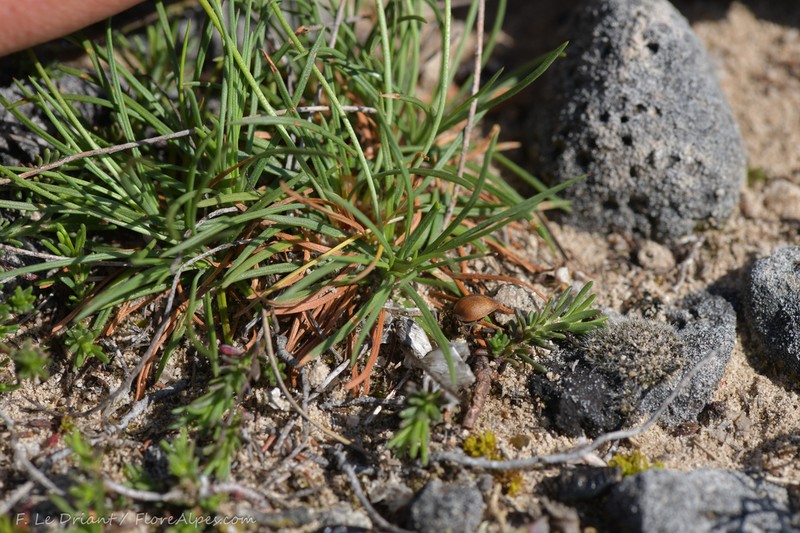 Armeria girardii photo 8