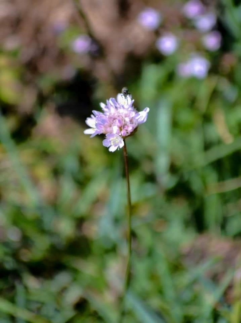 Armeria godayana