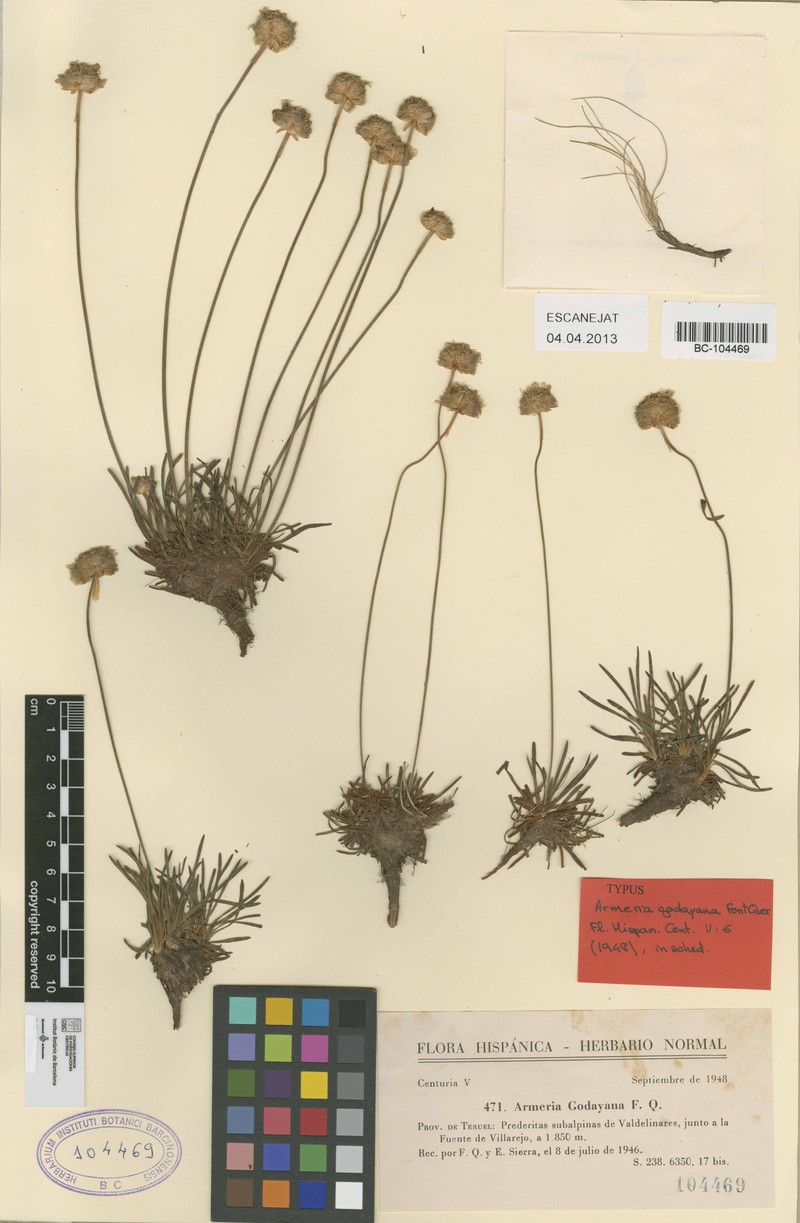 Armeria godayana photo 2