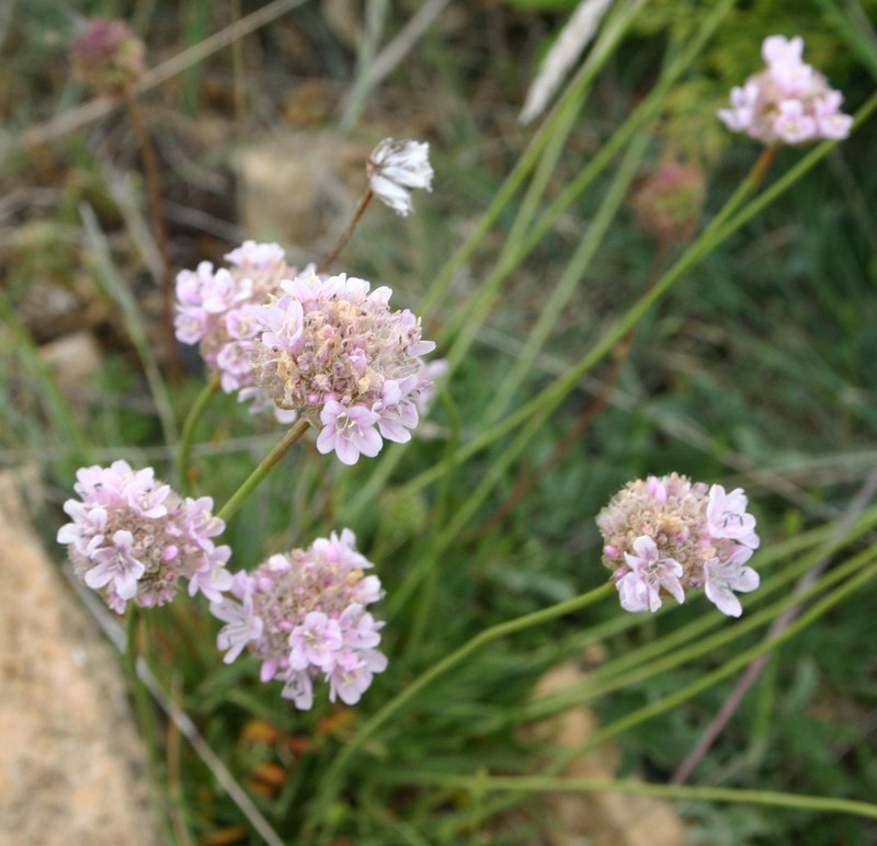 Armeria godayana photo 3