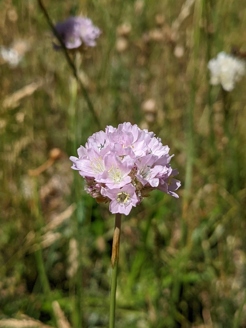 Armeria gracilis
