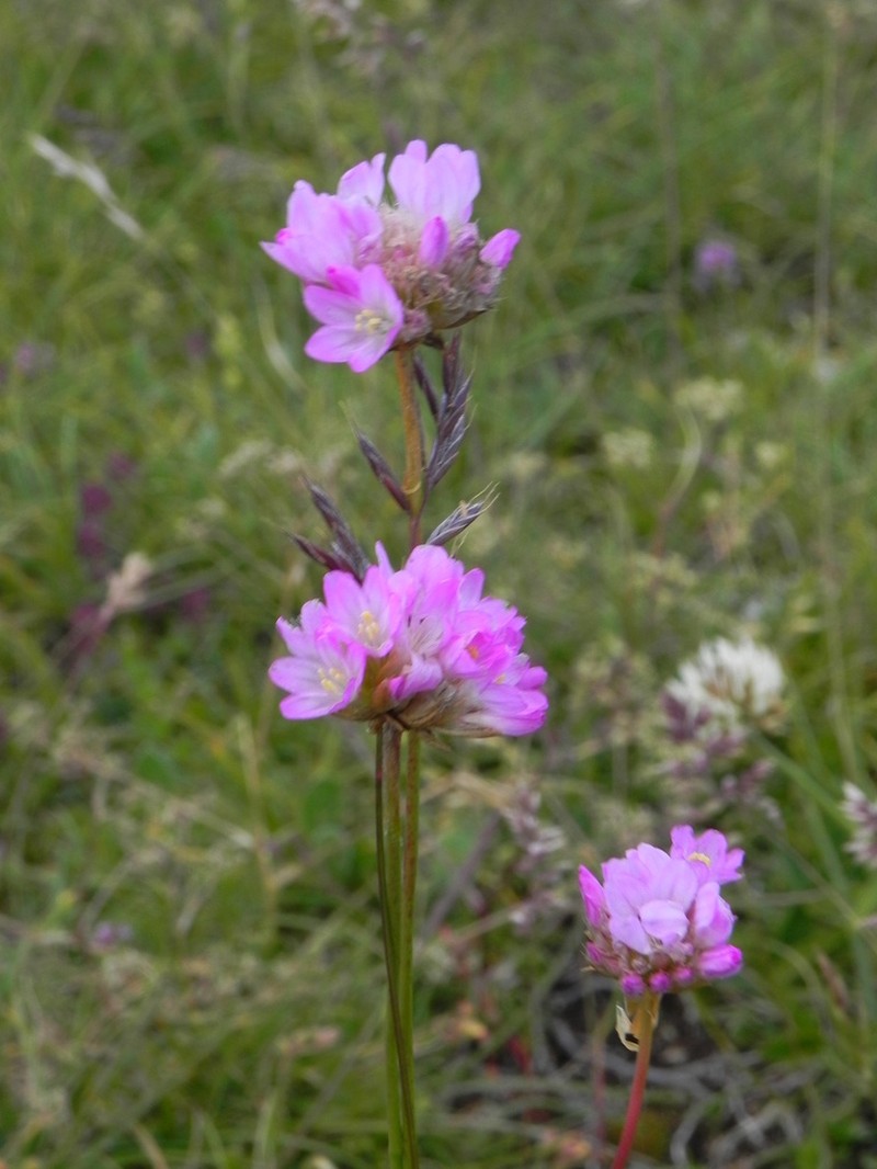 Armeria gracilis photo 2