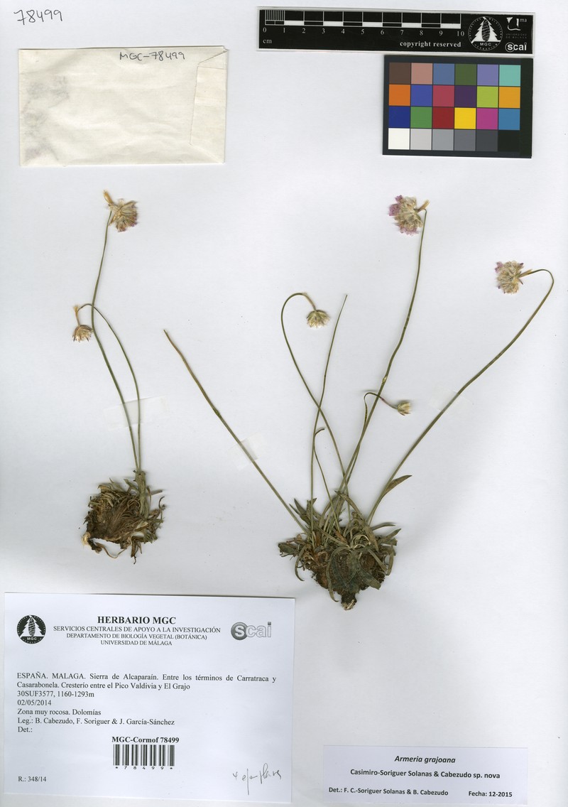 Armeria grajoana