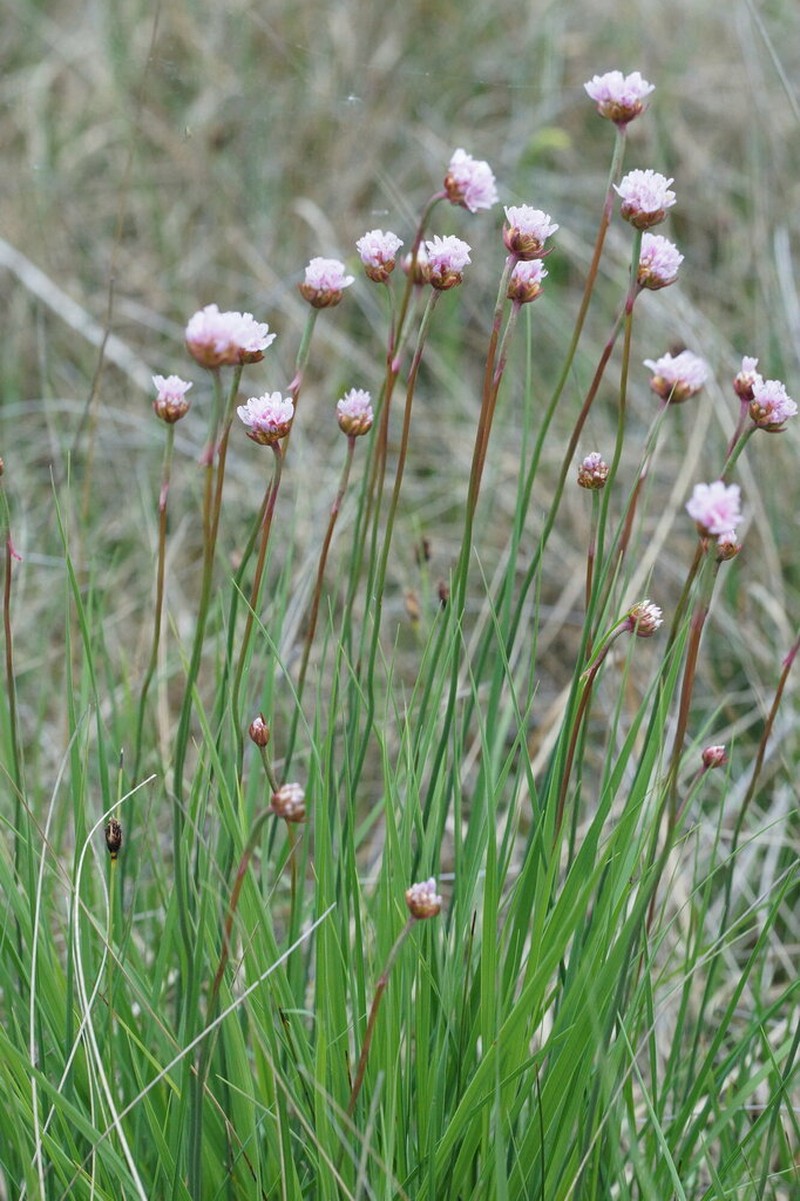 Armeria helodes