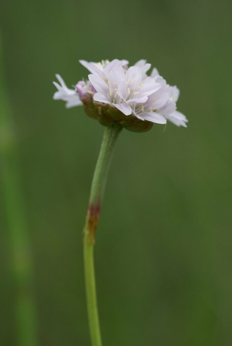Armeria helodes photo 2