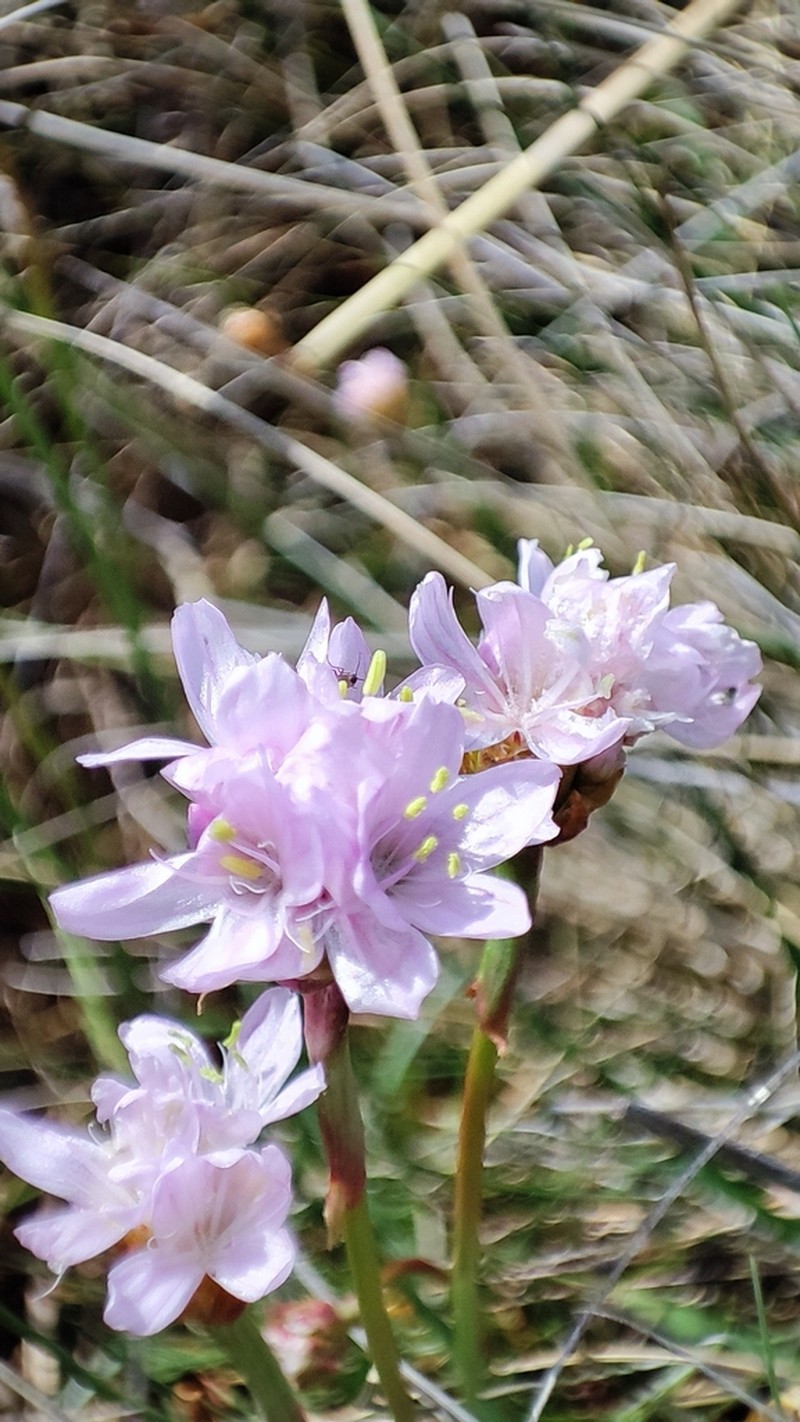Armeria helodes photo 3