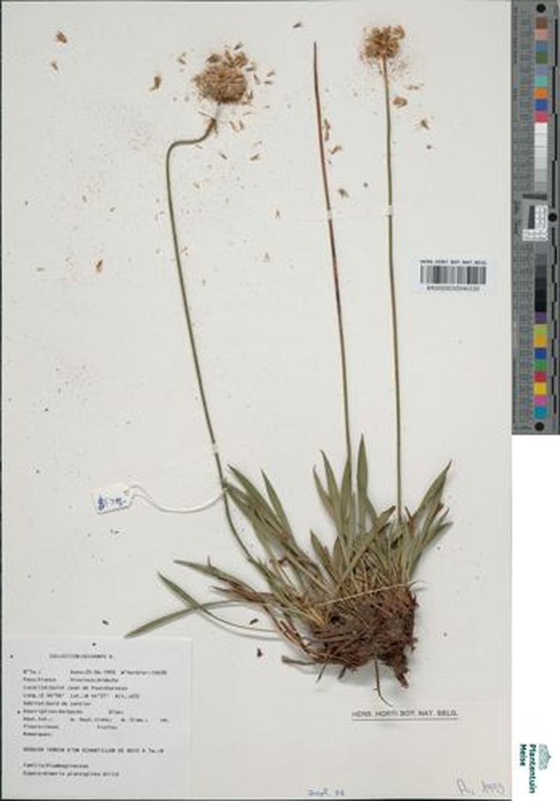 Armeria hirta
