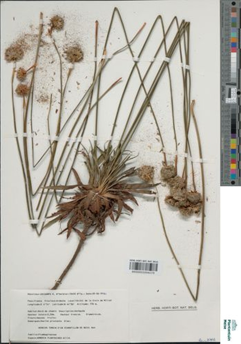 Armeria hirta photo 2