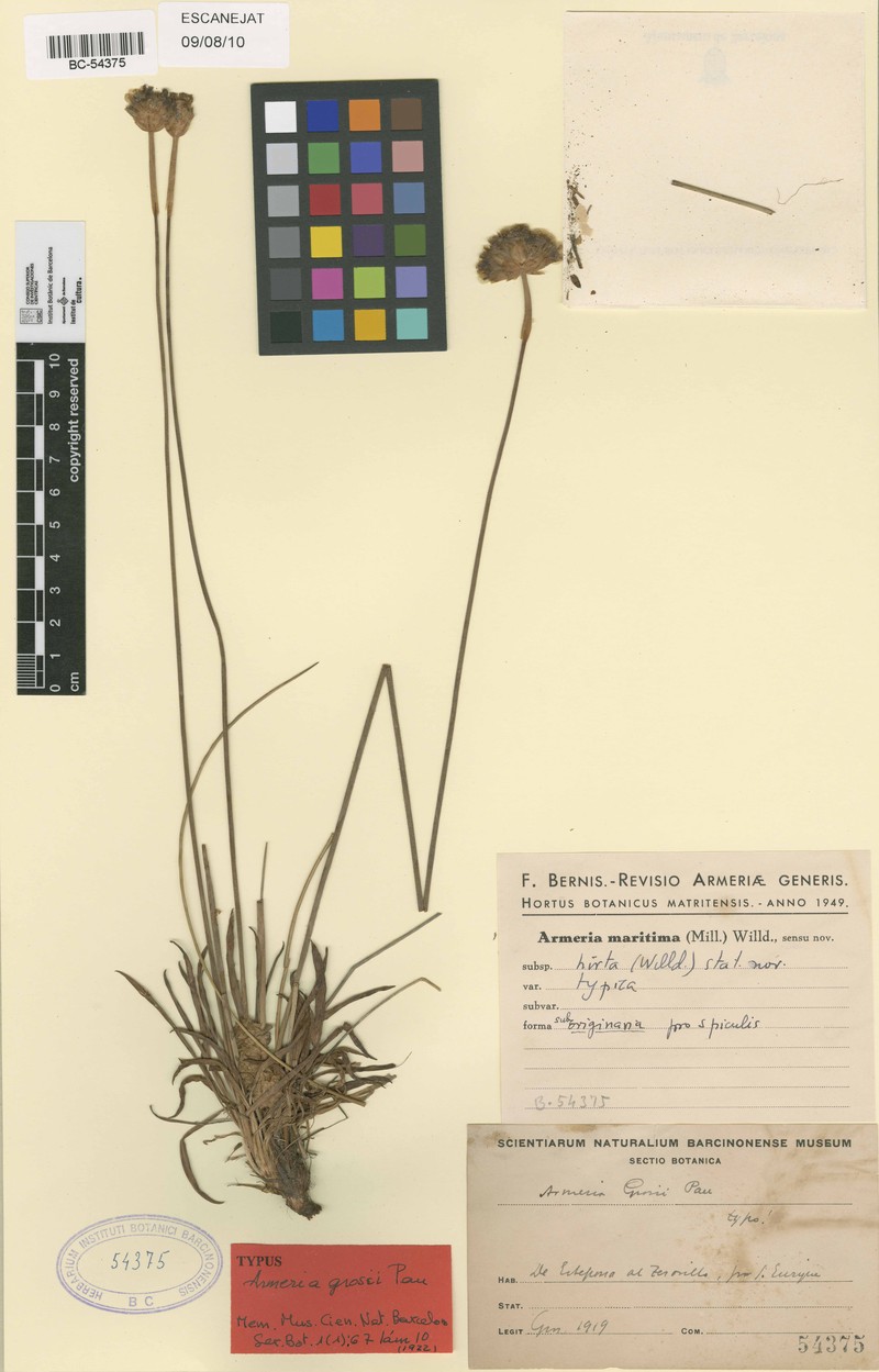 Armeria hirta photo 7