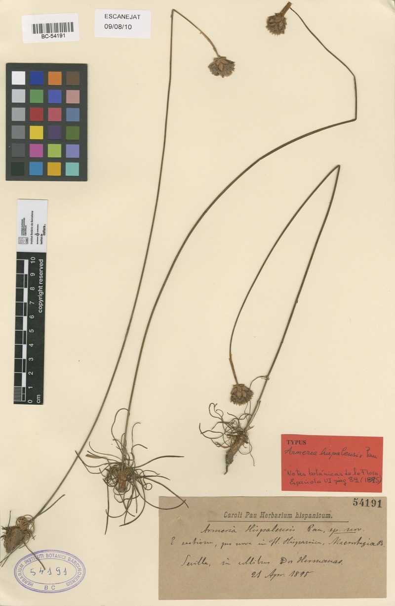 Armeria hispalensis photo 2