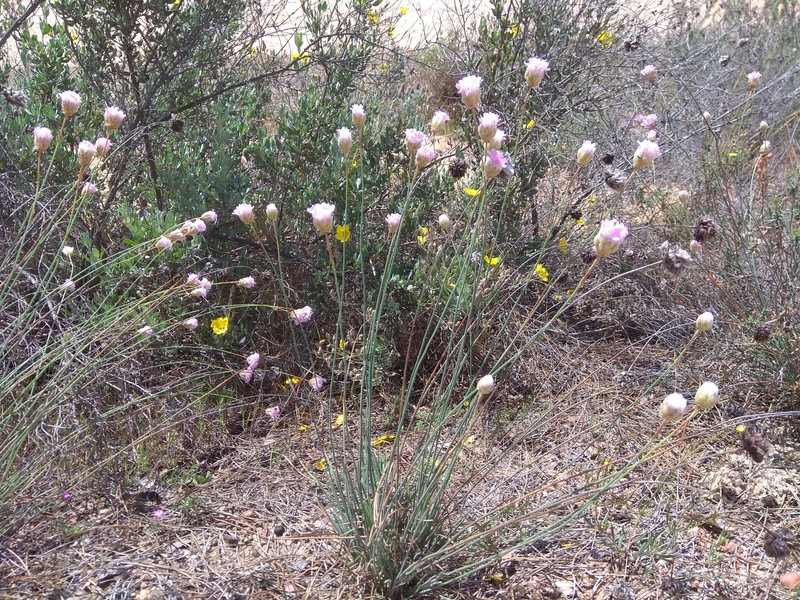 Armeria hispalensis photo 3