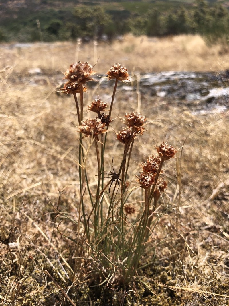 Armeria humilis