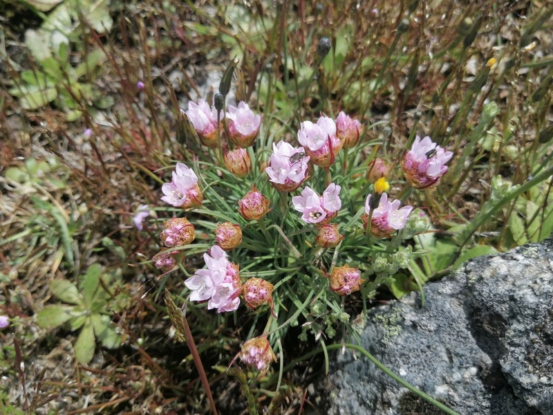 Armeria humilis photo 2