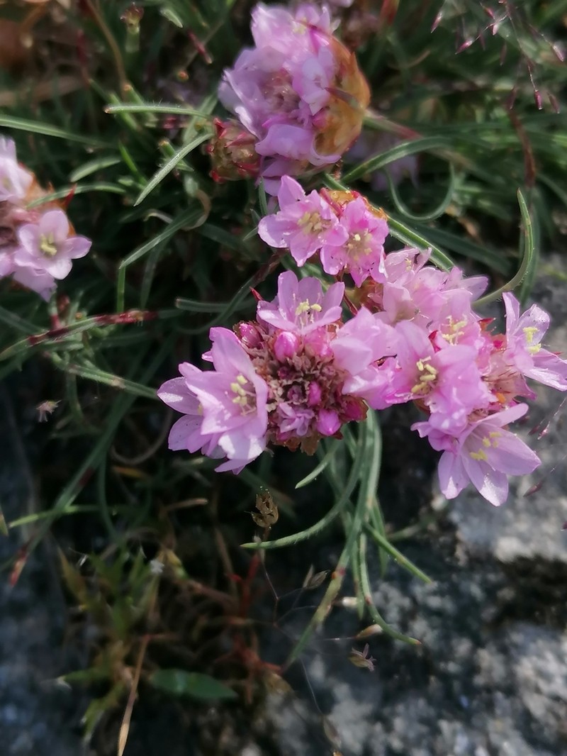 Armeria humilis photo 3