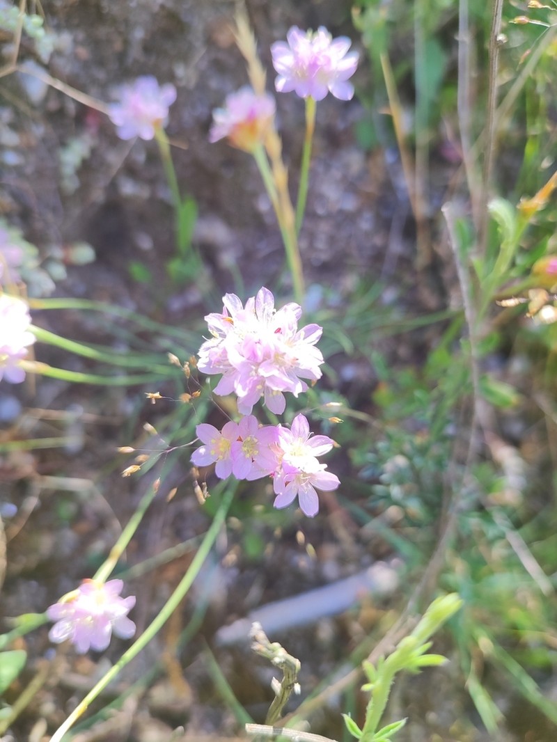 Armeria humilis photo 4