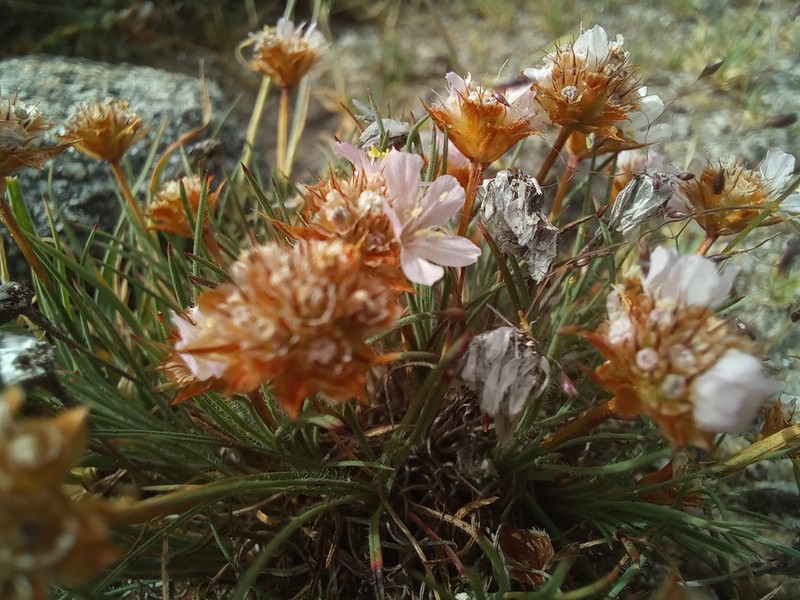 Armeria humilis photo 5