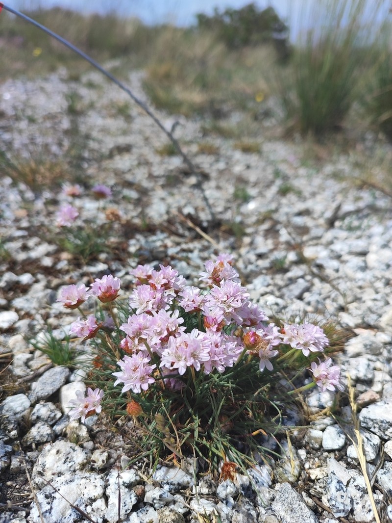 Armeria humilis photo 6