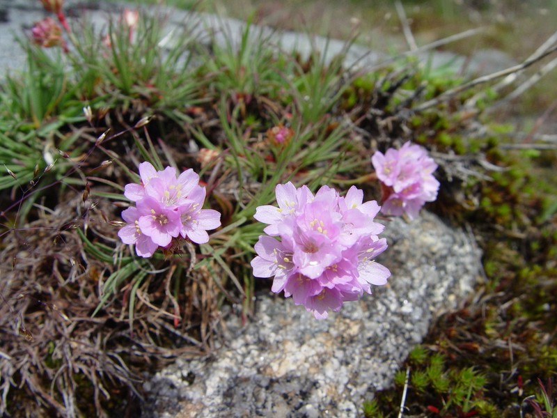 Armeria humilis photo 7
