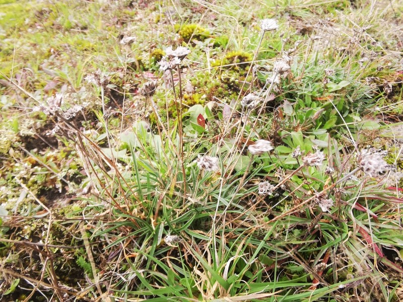 Armeria humilis photo 8