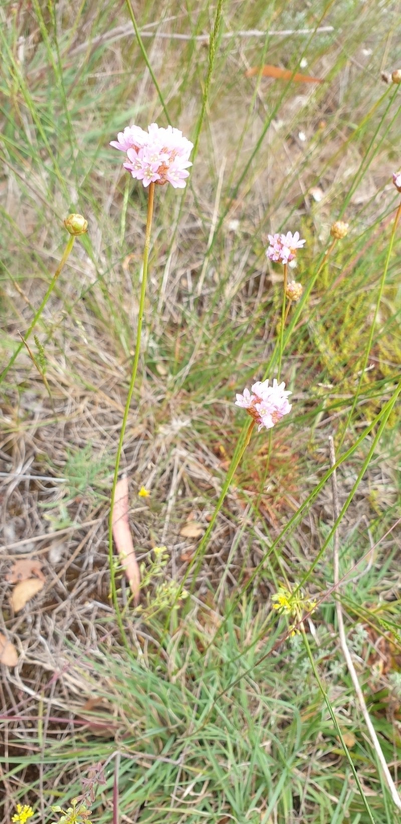 Armeria langei