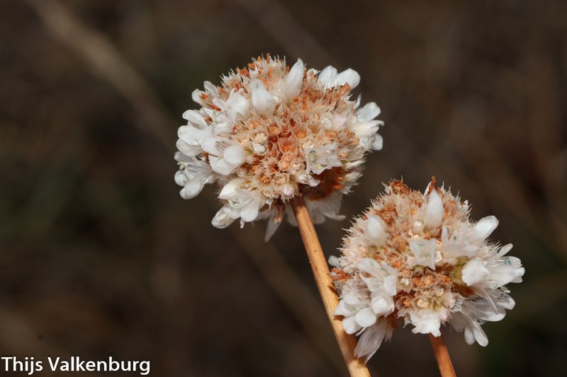 Armeria langei photo 2