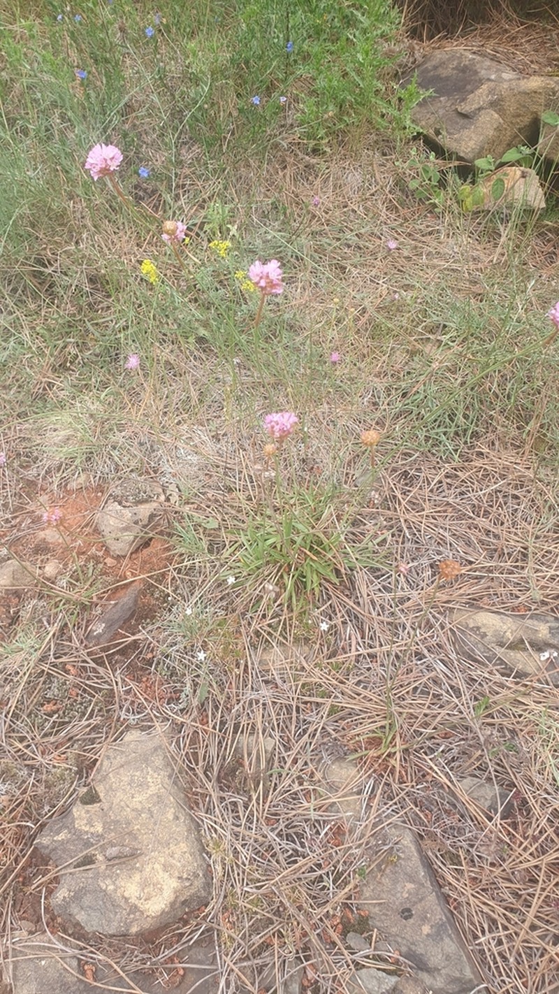 Armeria langei photo 3