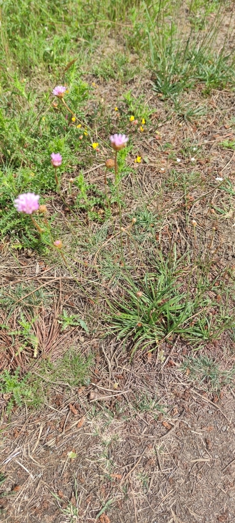 Armeria langei photo 4