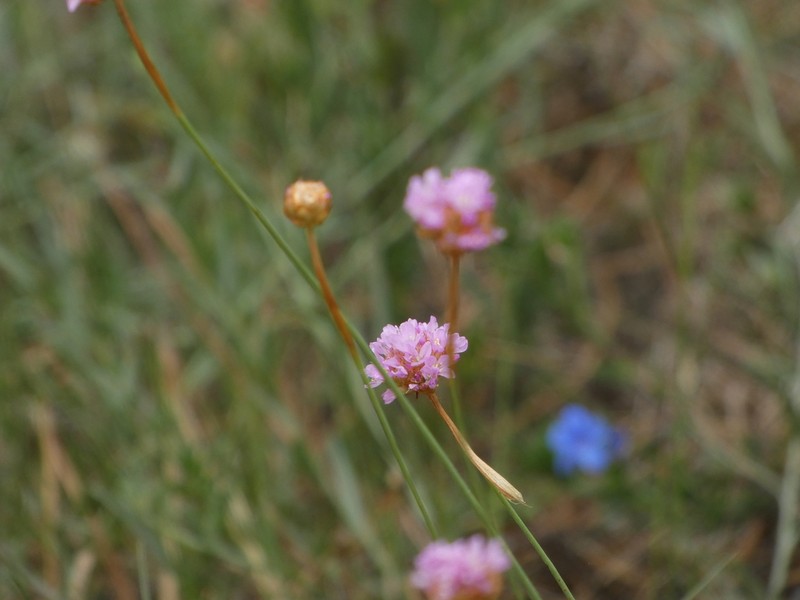 Armeria langei photo 5