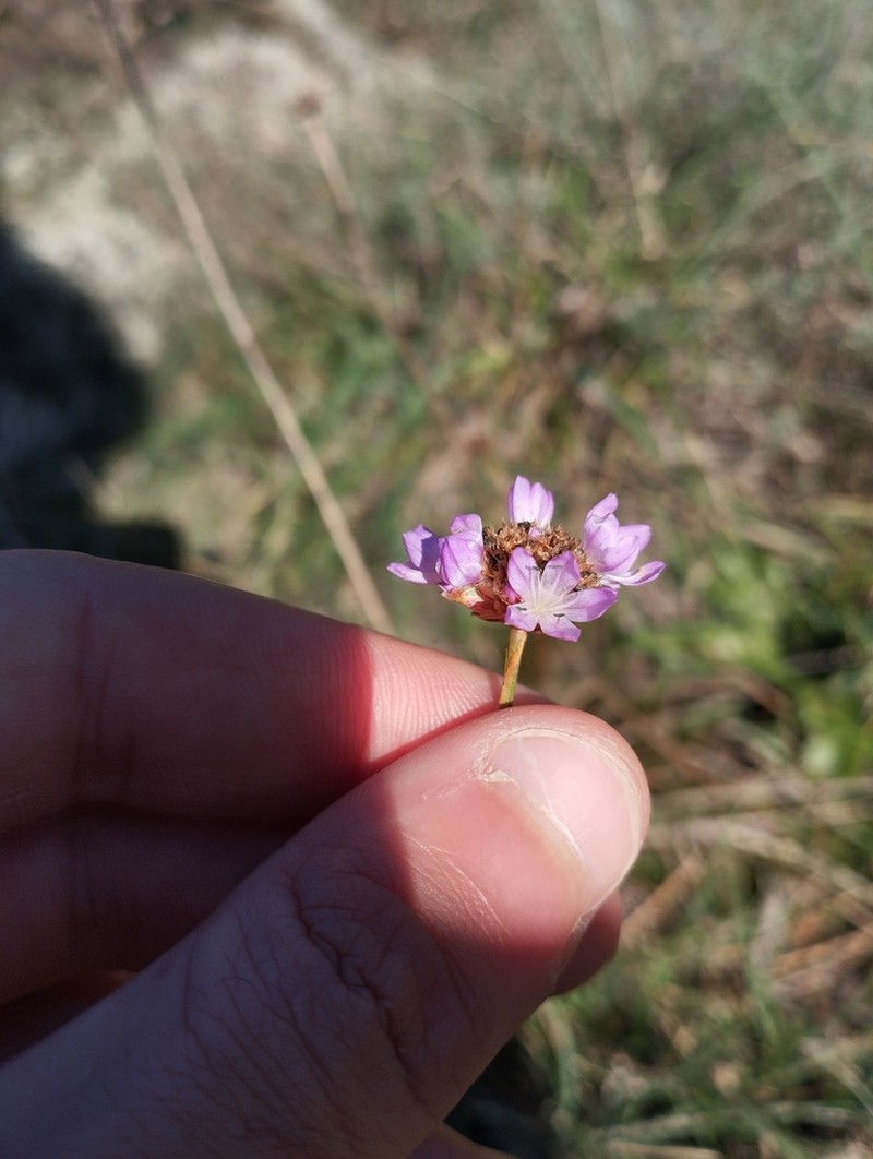 Armeria langei photo 6