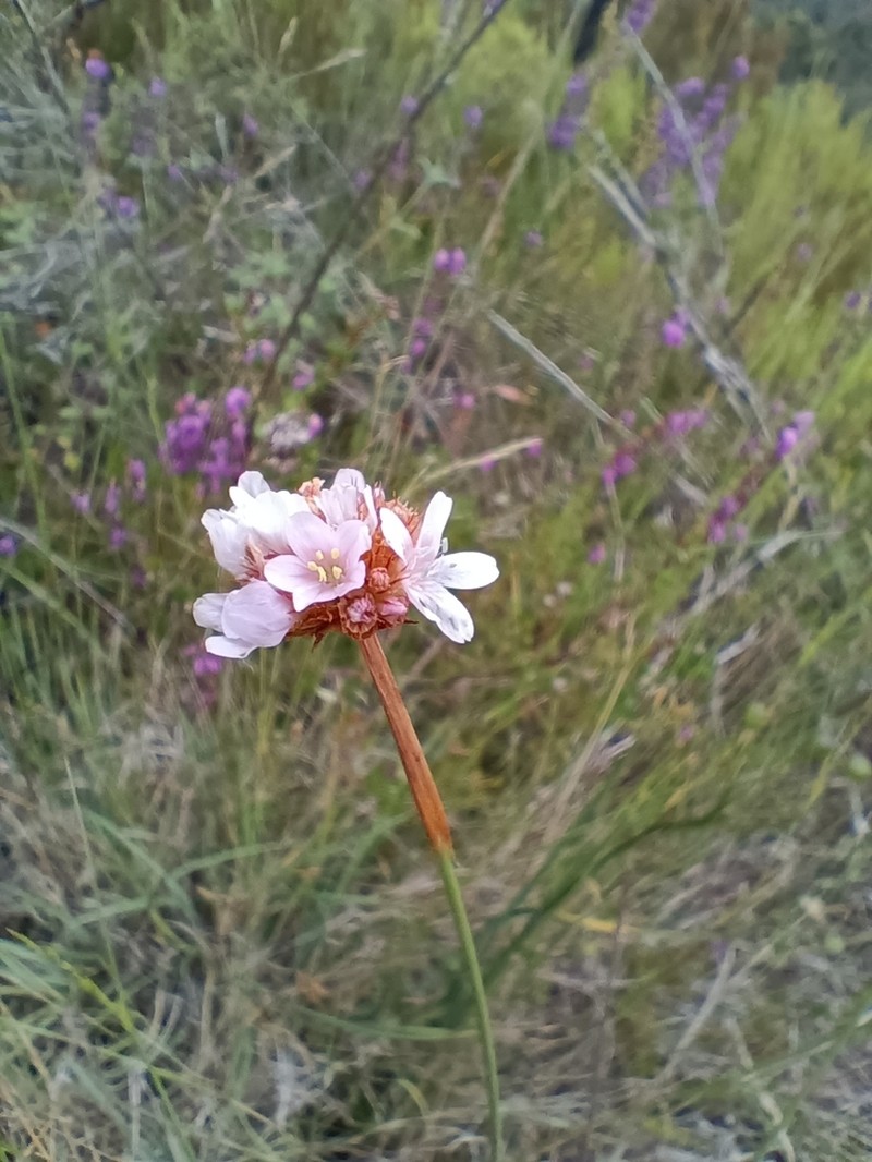 Armeria langei photo 7