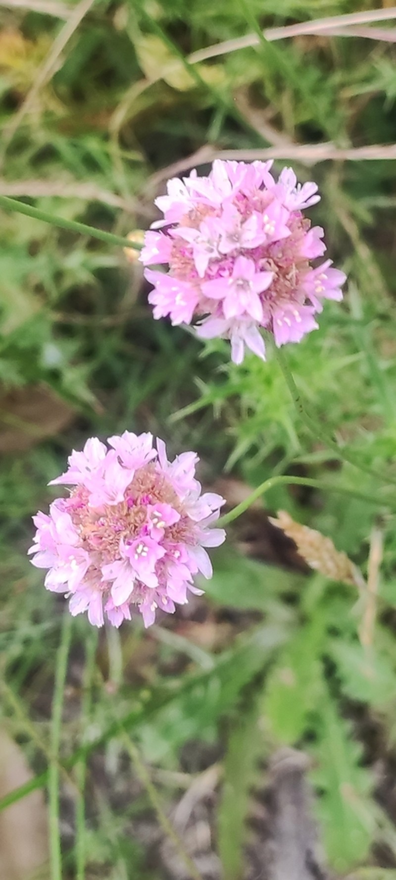 Armeria langei photo 8