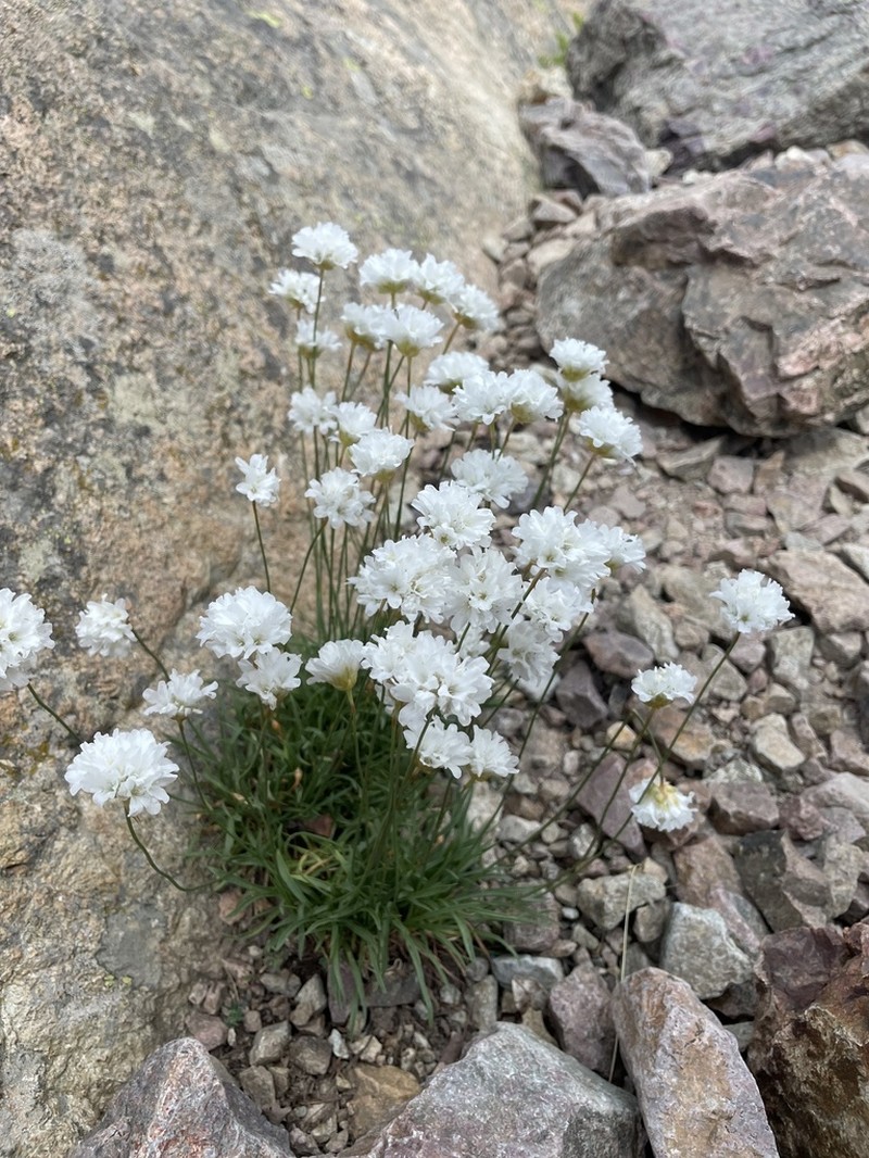 Armeria leucocephala